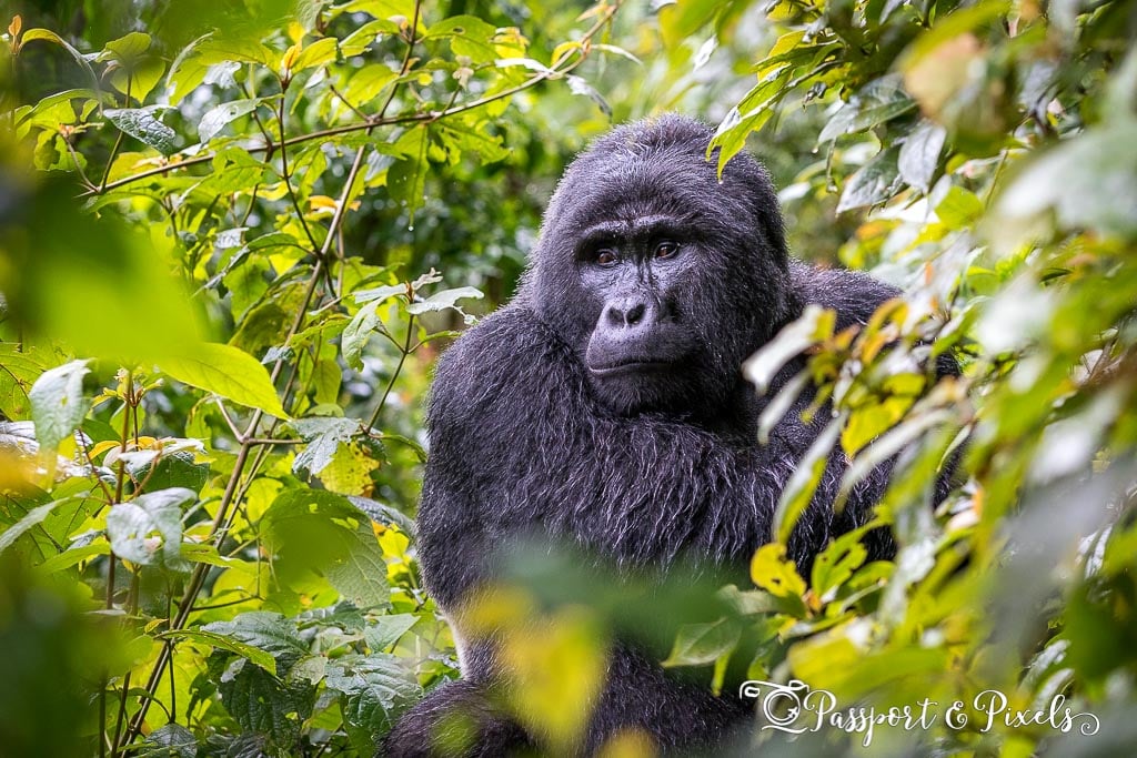 Uganda safari sunset — plan your East Africa adventure with Calm Africa Safaris