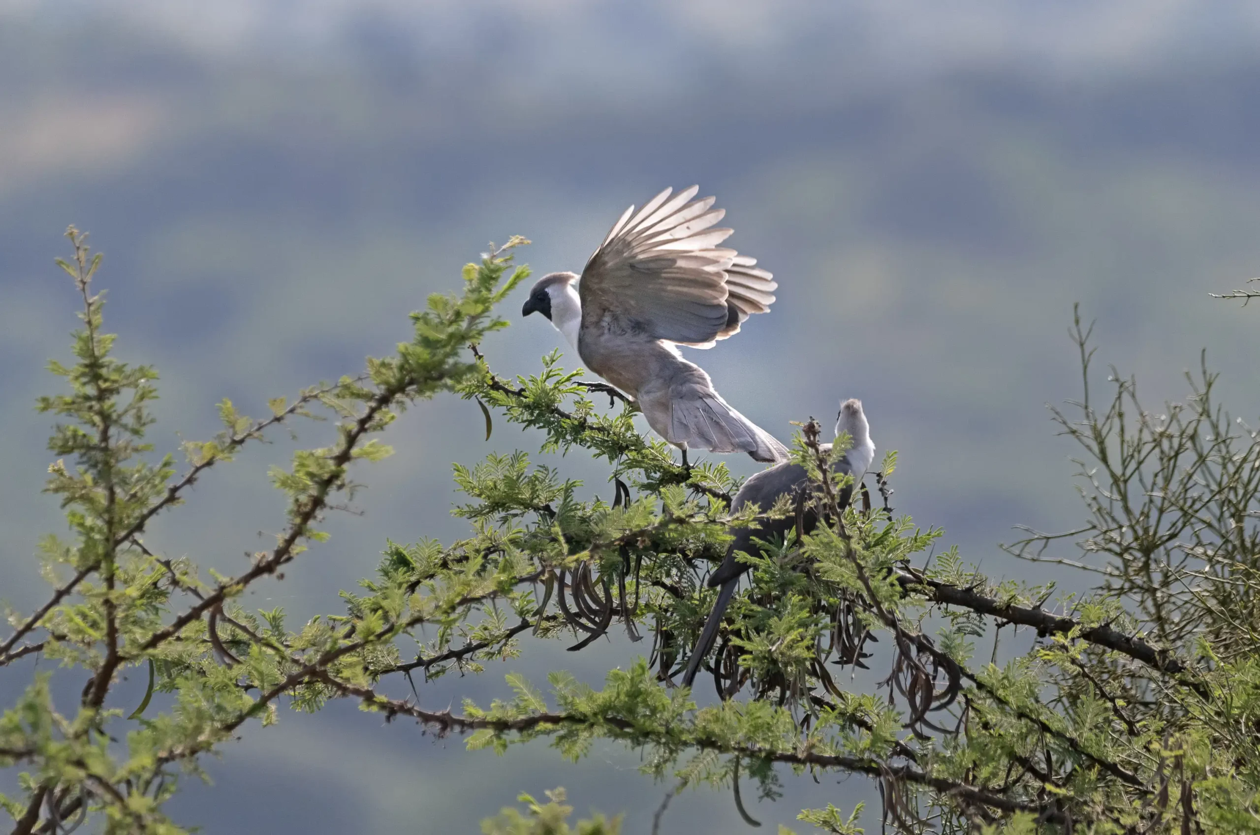 Mpogo Safari Lodge