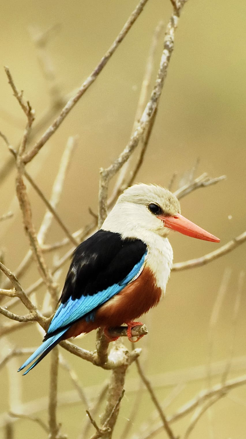 birding Watching-uganda