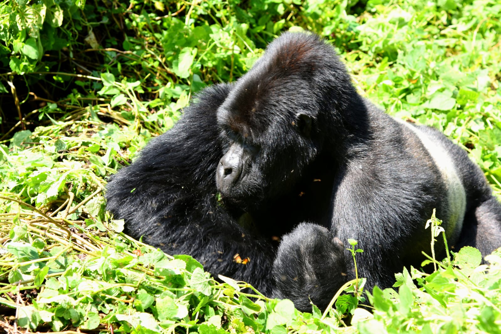 Gorilla Trekking Uganda