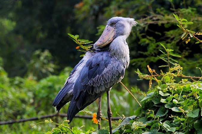 birding in Uganda