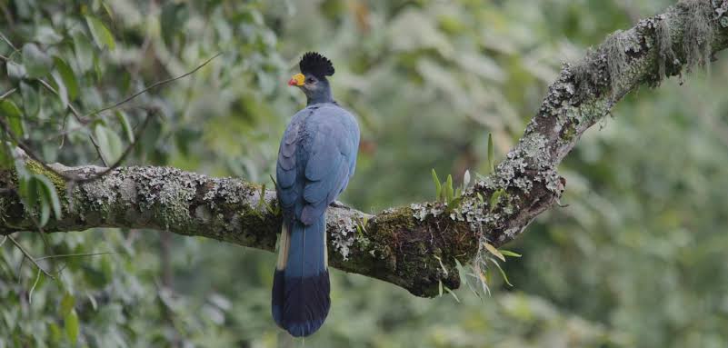 birding in uganda