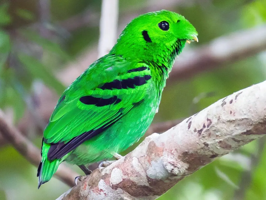 African Green Broadbill