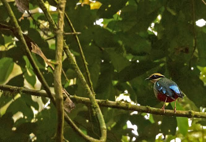 Green-breasted Pitta