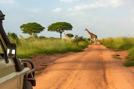 Game Drive Safaris in Uganda