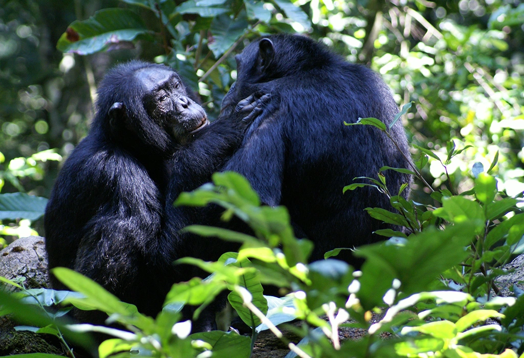 chimpanzee tracking