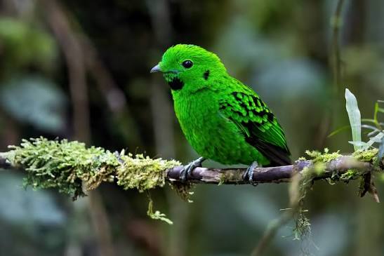 African Green Broadbill