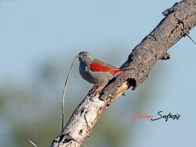 Shelley’s Crimsonwing