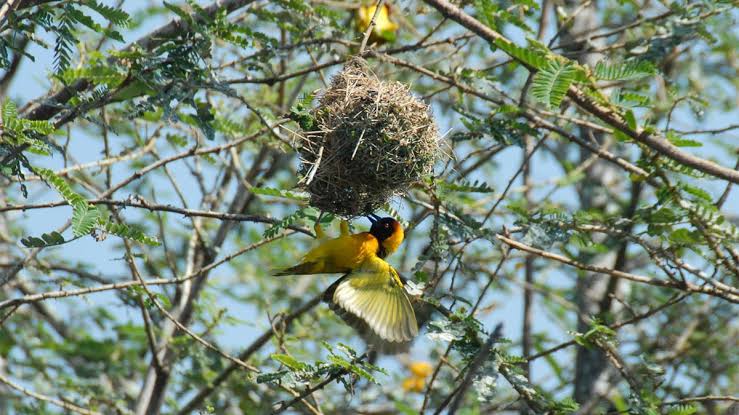 Fox's Weaver