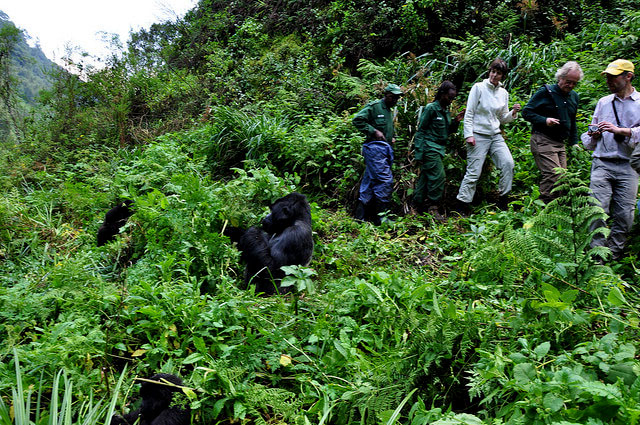Gorilla trekking Experince in Uganda