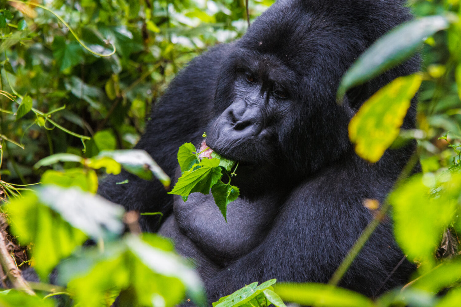 Bwindi Impenetrable National Park