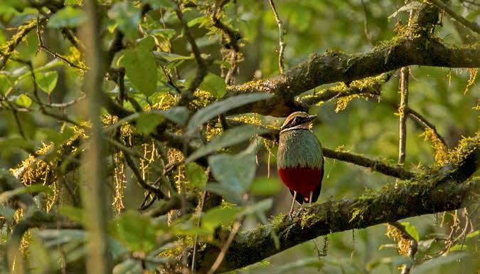 Green-breasted Pitta