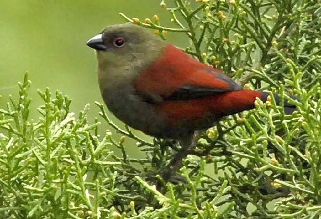 Shelley’s Crimsonwing