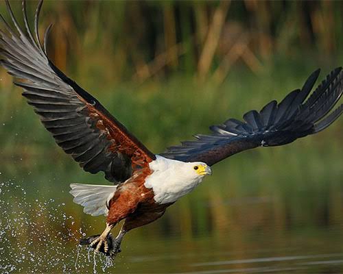 African Fish Eagle