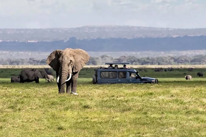 game drives in murchison falls