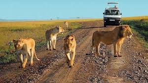 Big Five Safari  in Uganda