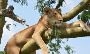 Big Five Safari Uganda