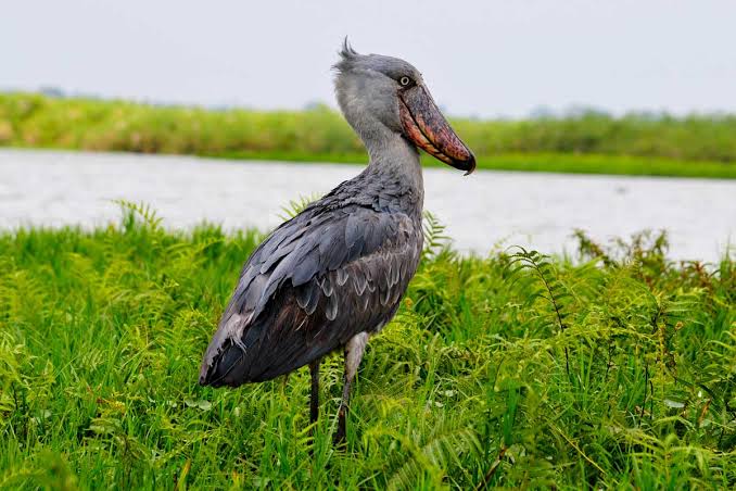 birding in Uganda