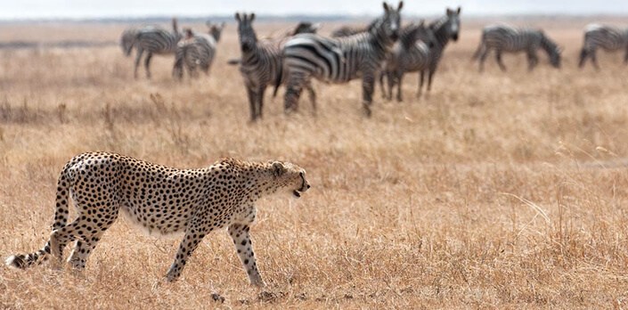 Kidepo Valley National Park  big five