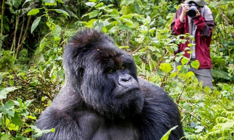 gorilla trekking