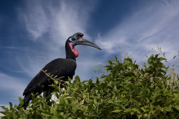Abyssinian Ground Hornbill