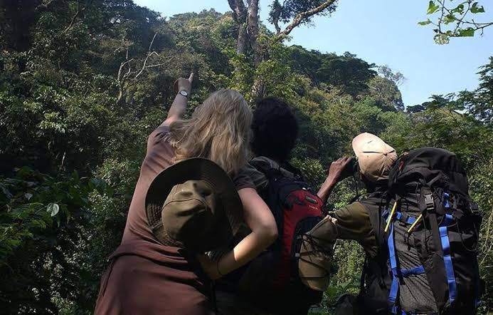birding in  bwindi