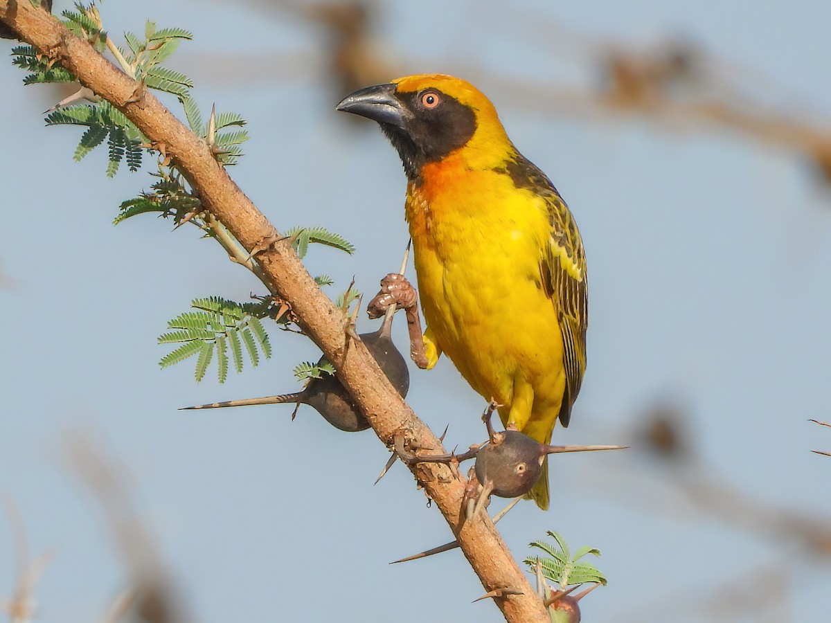 Fox's Weaver