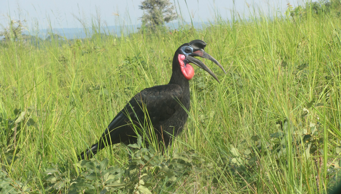 Abyssinian Ground Hornbill