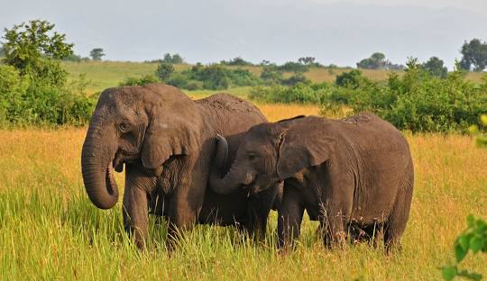 Queen Elizabeth National Park
