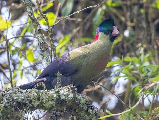 Rwenzori Turaco