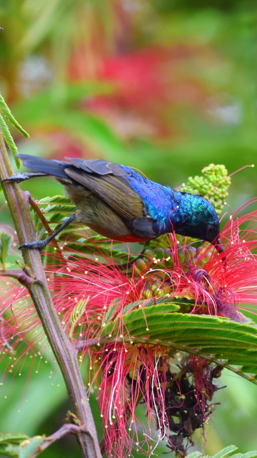 birding Watching-uganda