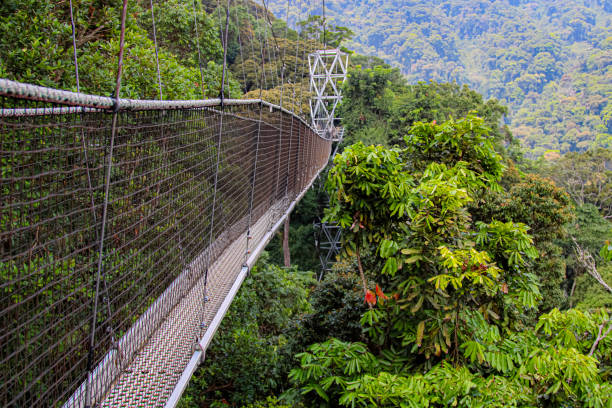 Mountain Gorilla Trekking