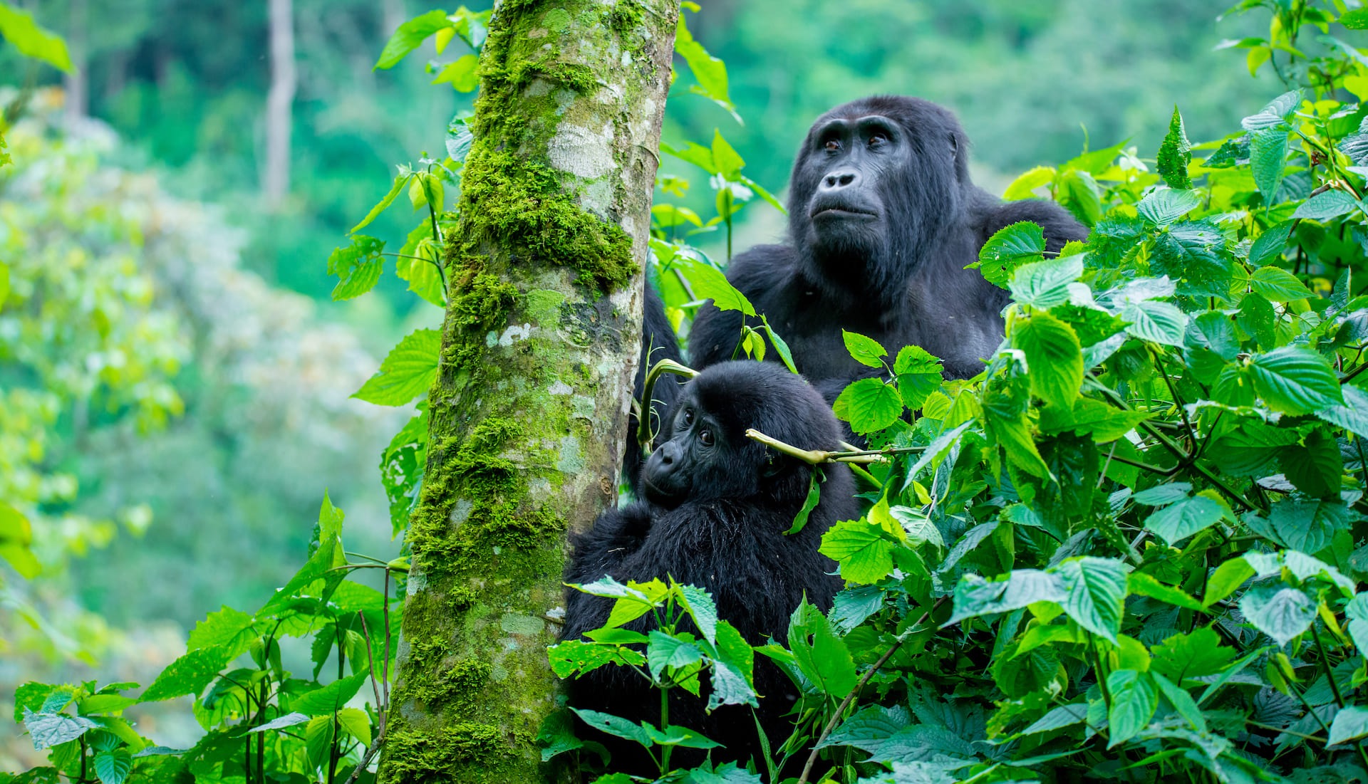 bwindi.jpeg