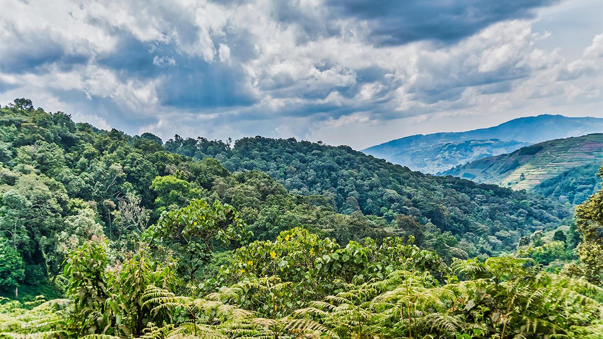 BWINDI.jpg