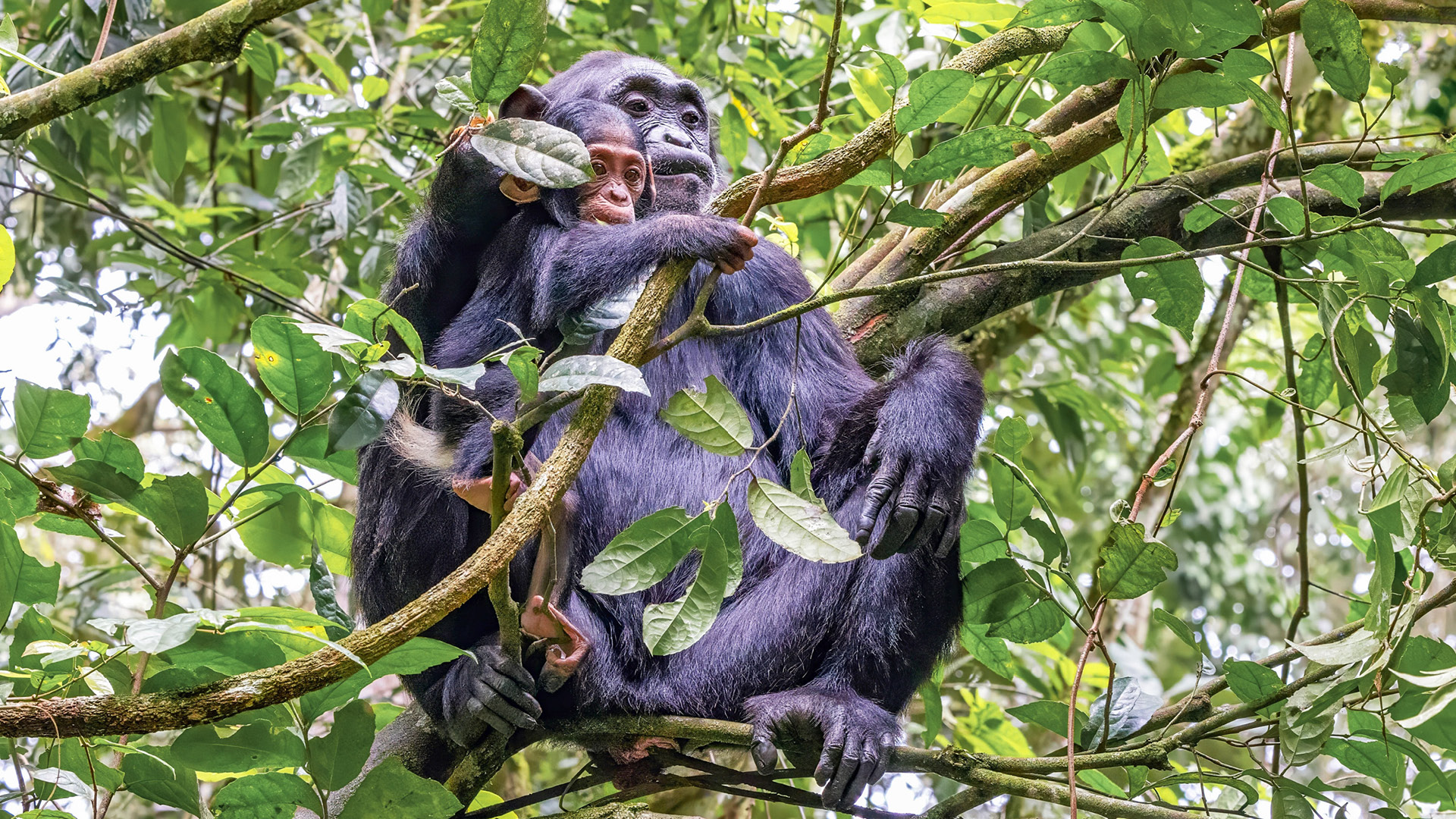 kibale1.jpg