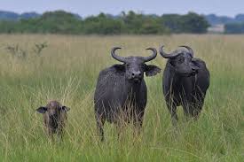 Buffaloes