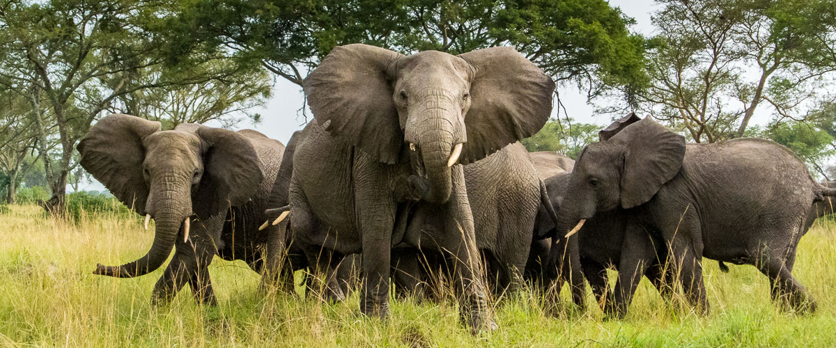 Elephants