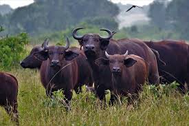 Buffaloes