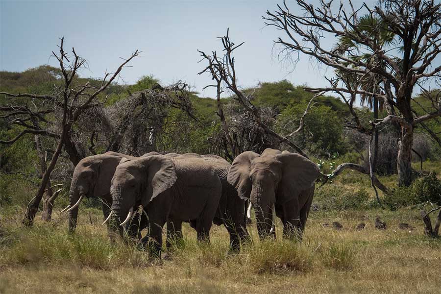 Elephants