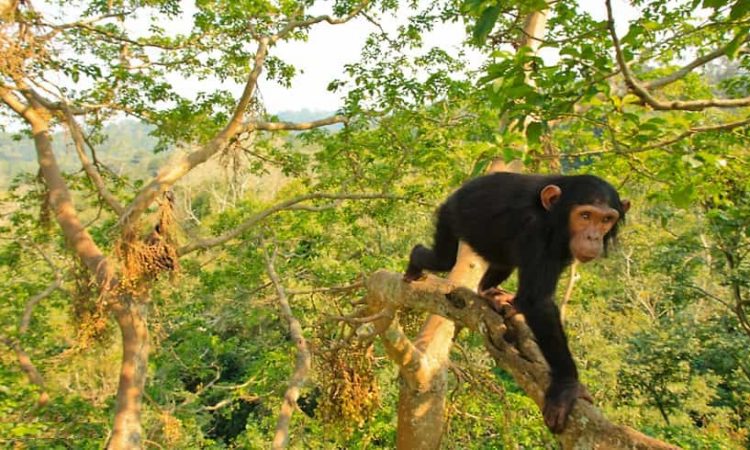Kibale National Park