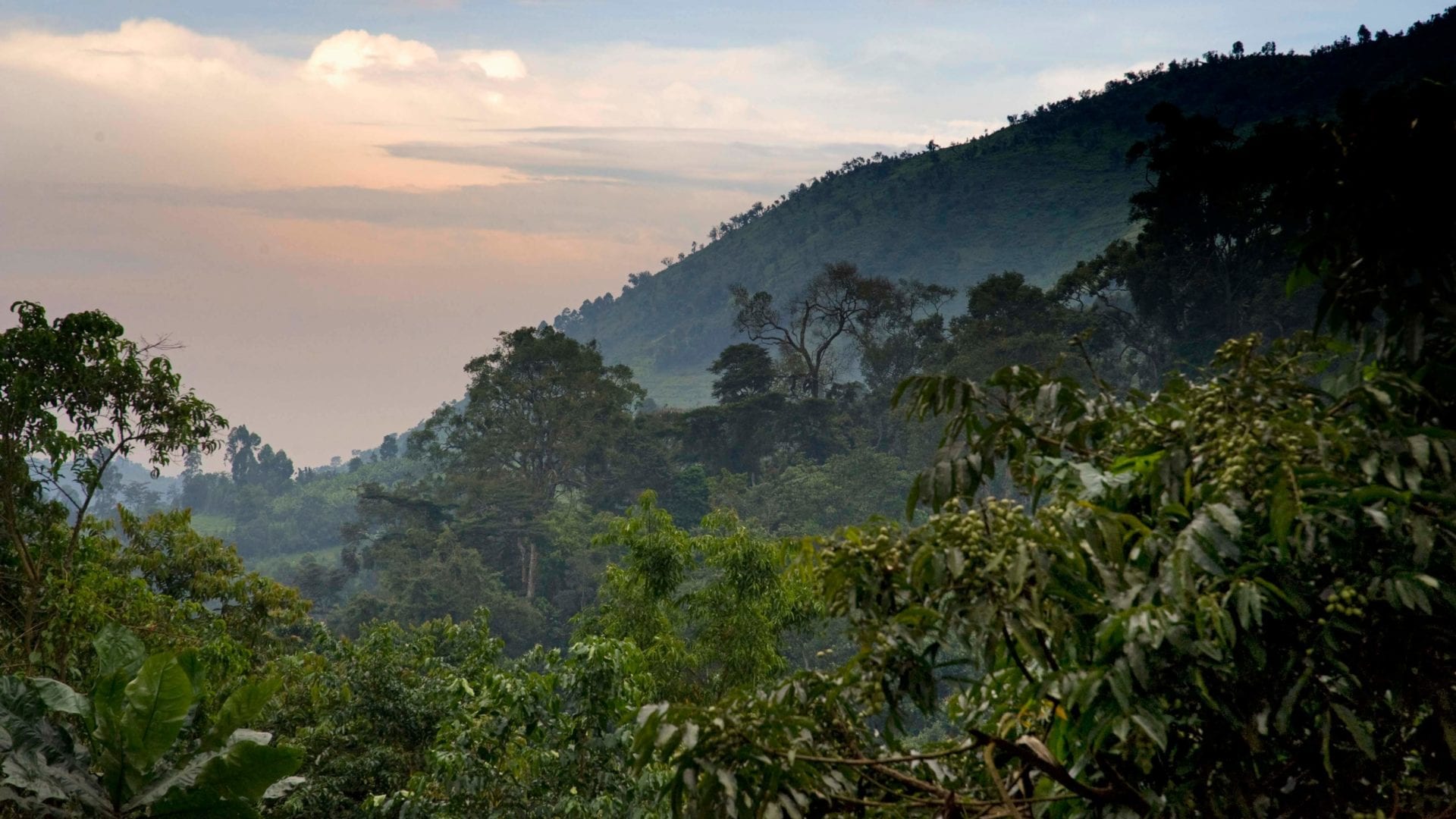 Bwindi Impenetrable National Park