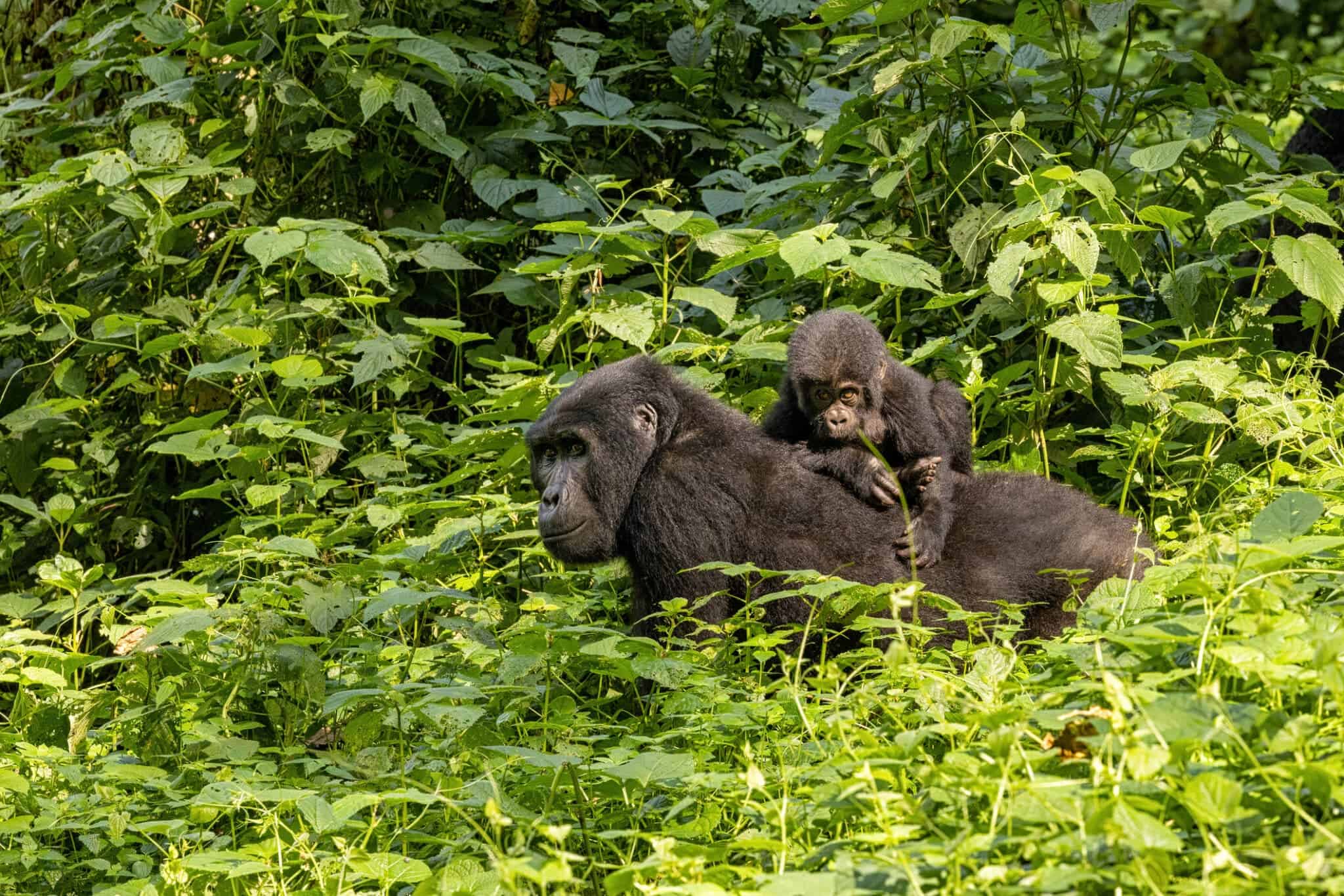 Mountaion Gorillas in Bwindi Impenetrable National Park