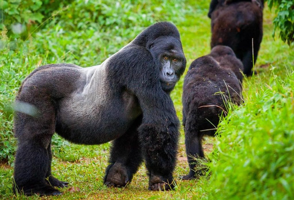 Mountaion Gorillas in Bwindi Impenetrable National Park