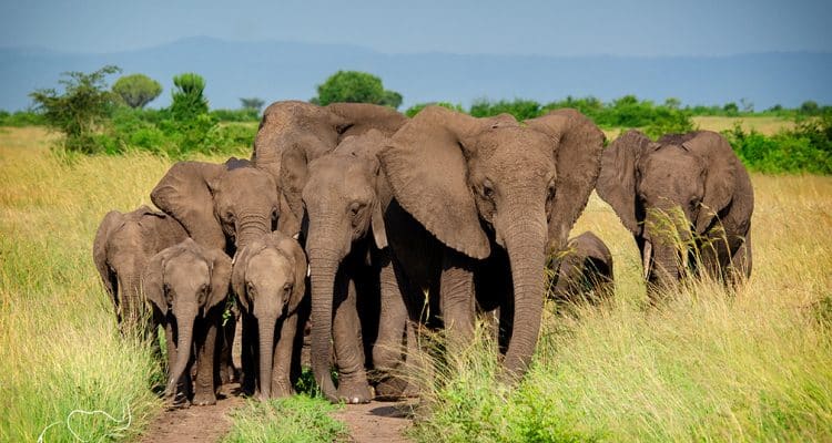 7-Day Uganda Budget Safari — Uganda safari package in Lake Mburo, Queen Elizabeth, Murchison falls, Ziwa sanctaury