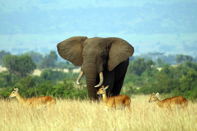 6-Day Gorilla Trekking & Game Drive Safari — Uganda safari package in Lake Mburo NP, Bwindi impenartable Forest Np, Queen Elizabeth Np