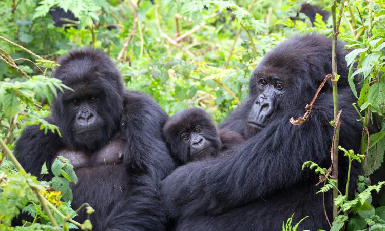 5-Day Gorilla & Chimpanzee Trekking Safari — Uganda safari package in Kibale Forest NP, Queen Elizabeth Np, Bwindi Impenartable, lake Bunyonyi