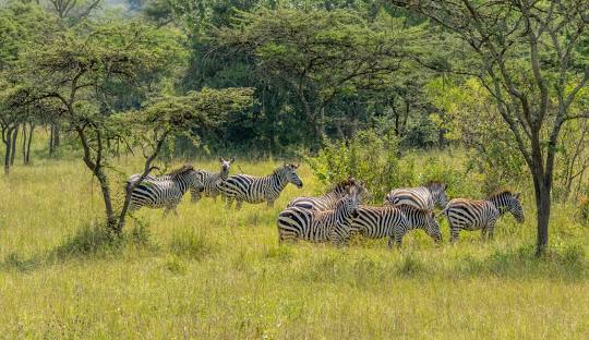 7-Day Uganda Adventure Safari: Gorillas, Wildlife & Cultural Experience