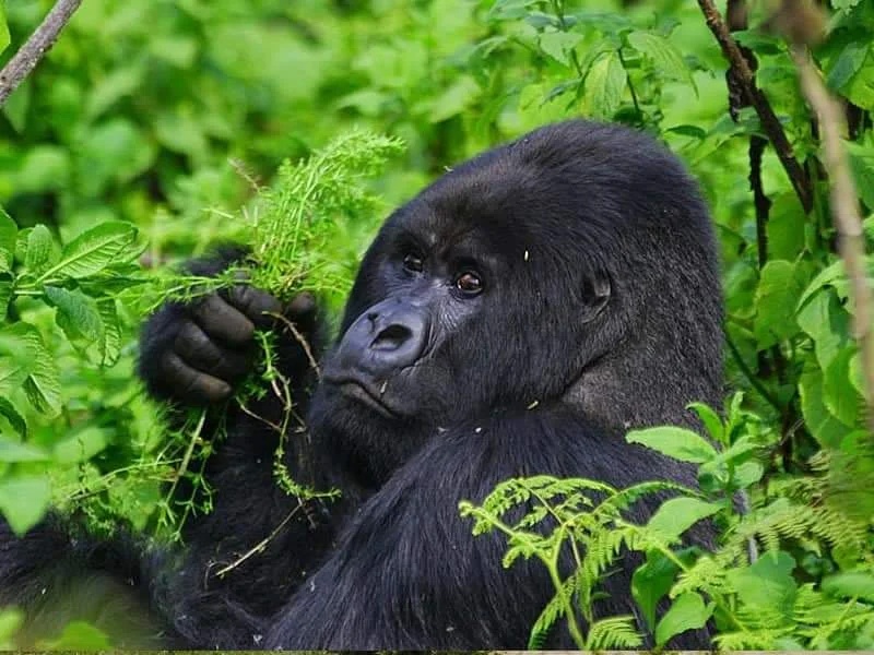 15-Day "Primate & Pearl" Mid-Range Discovery